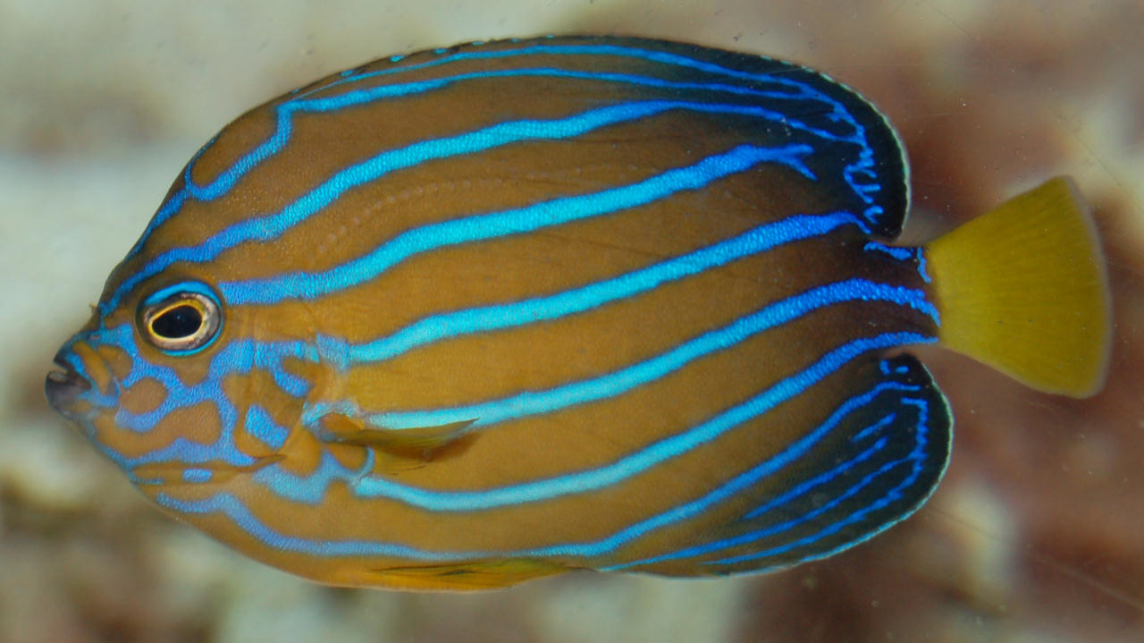 Chaetodontoplus septentrionalis